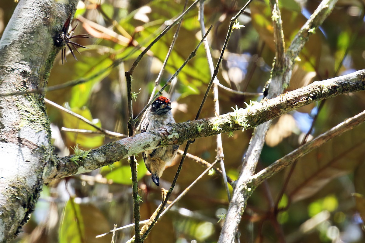 Ochraceous Piculet - David Lang