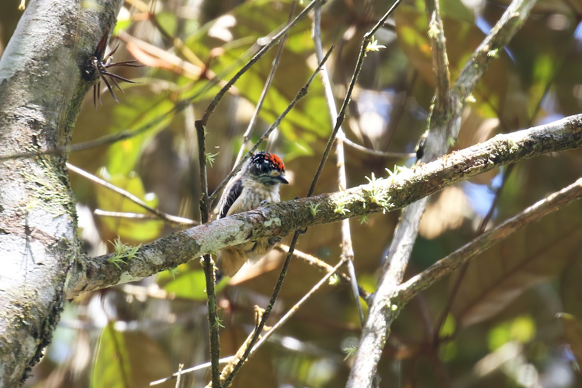 Ochraceous Piculet - David Lang