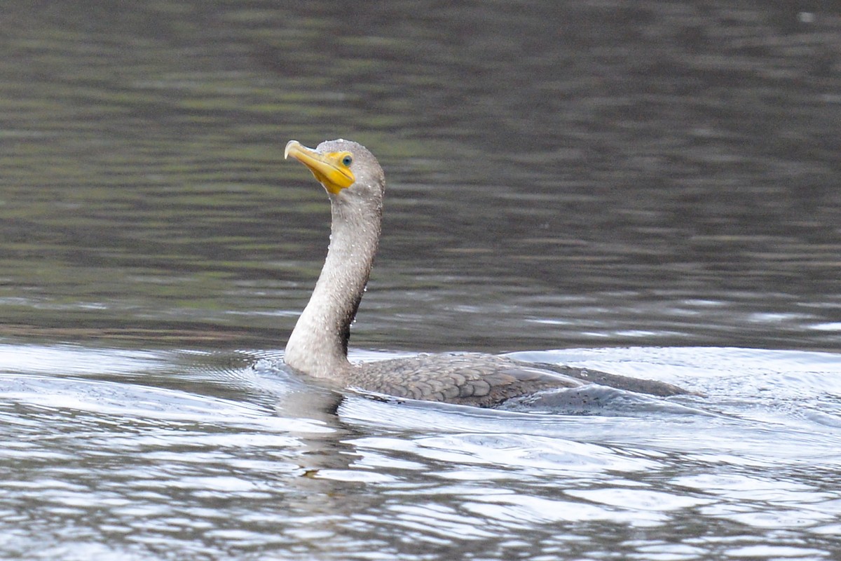 Double-crested Cormorant - ML615403563