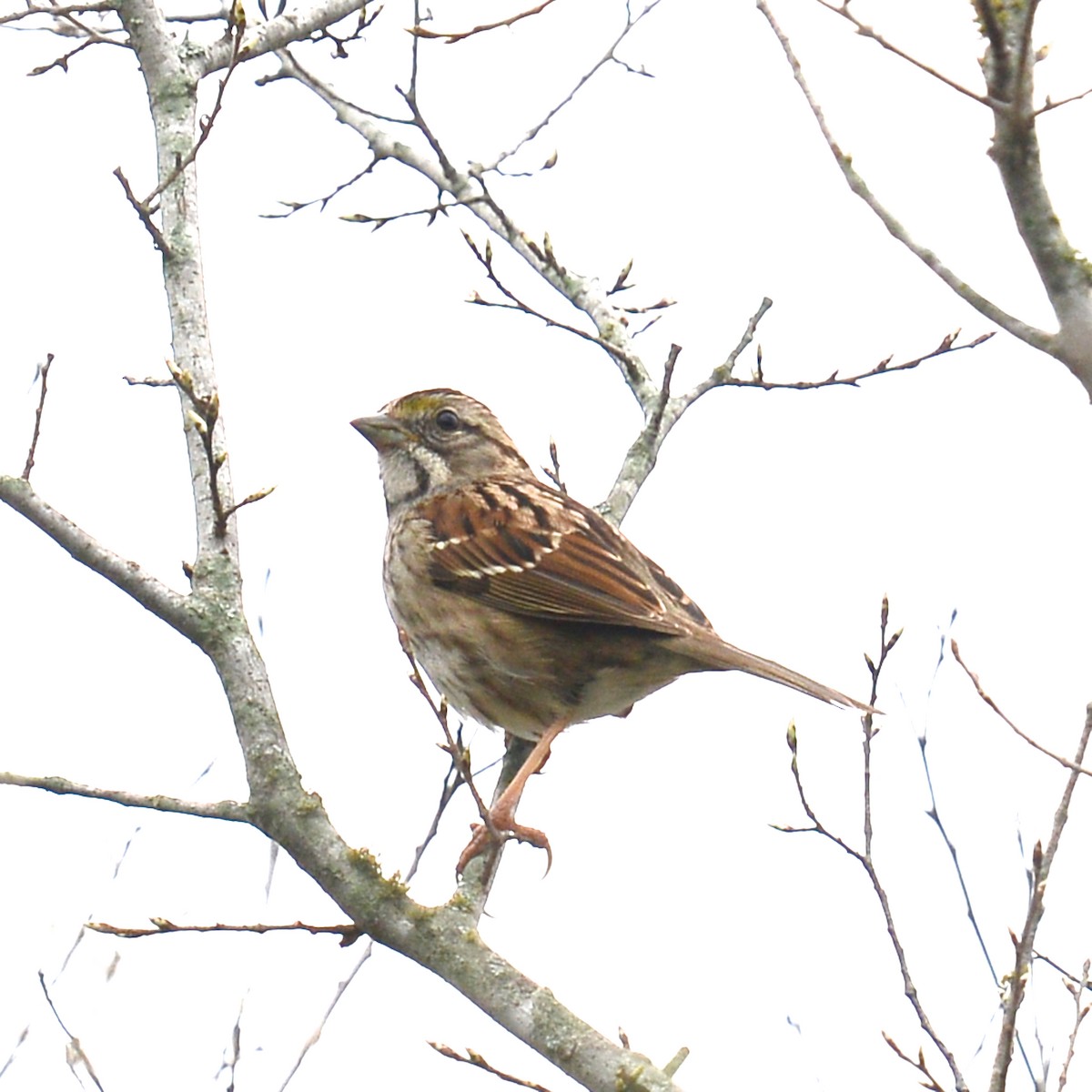 White-throated Sparrow - ML615403643