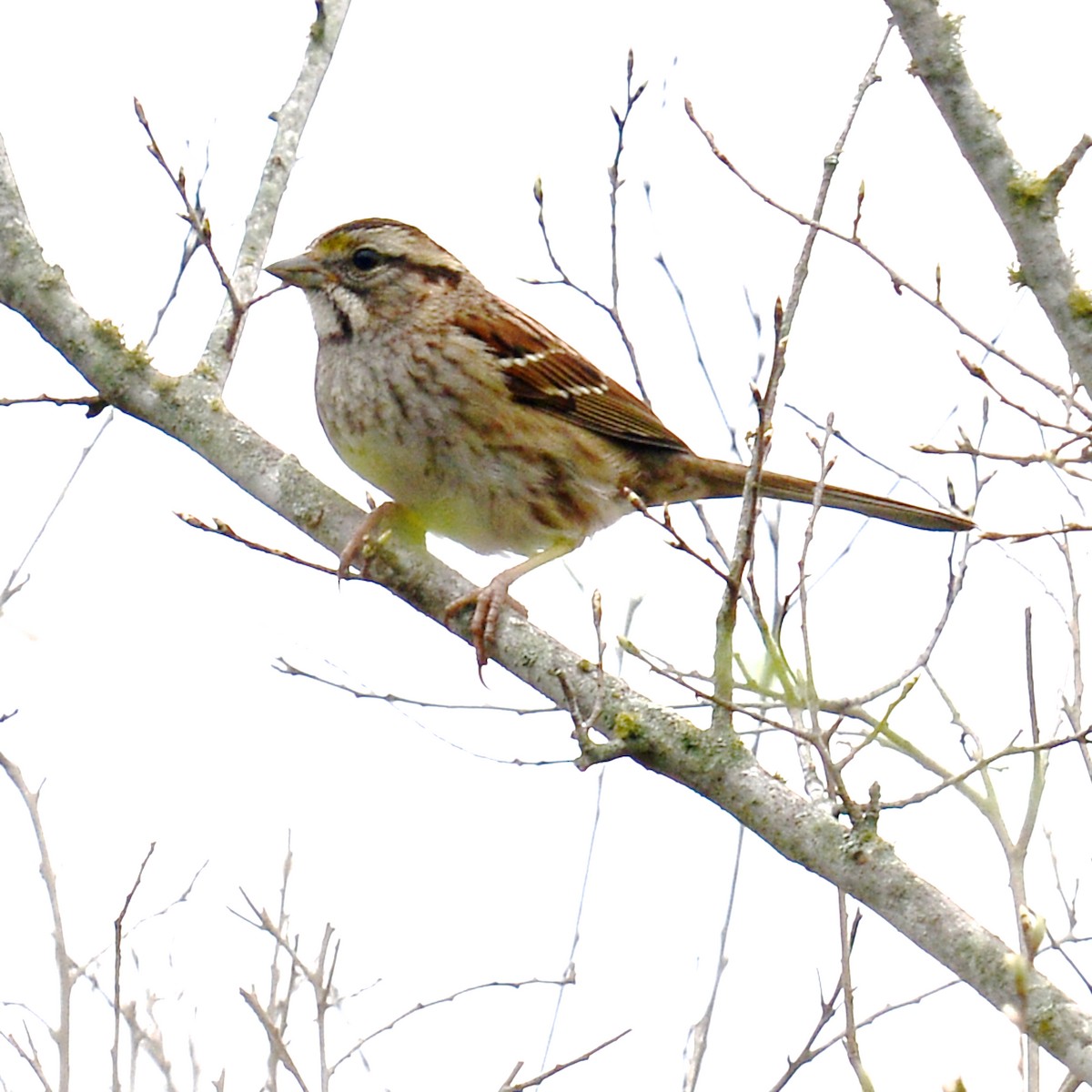 White-throated Sparrow - ML615403644