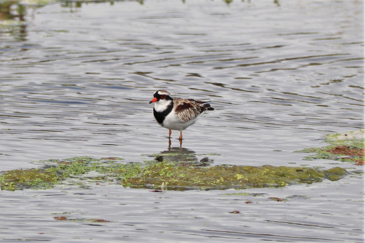 Black-fronted Dotterel - Michael Szabo