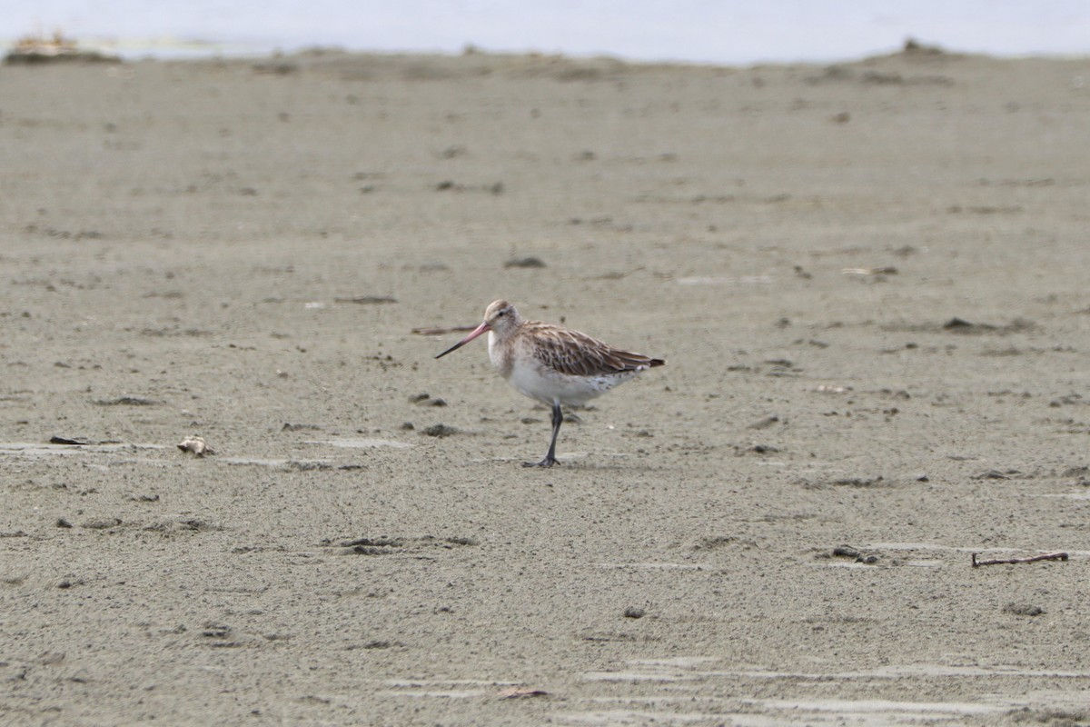 Bar-tailed Godwit - Michael Szabo