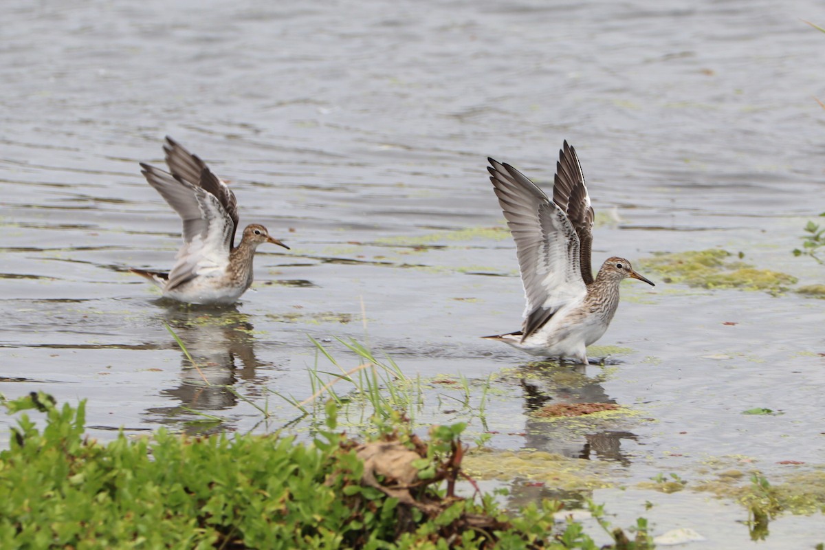 Graubrust-Strandläufer - ML615403777