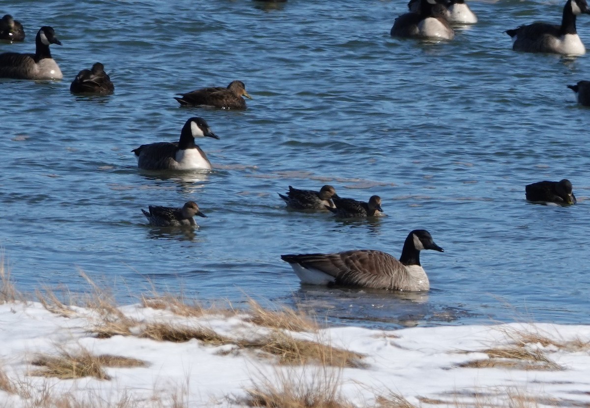 Northern Pintail - ML615403793