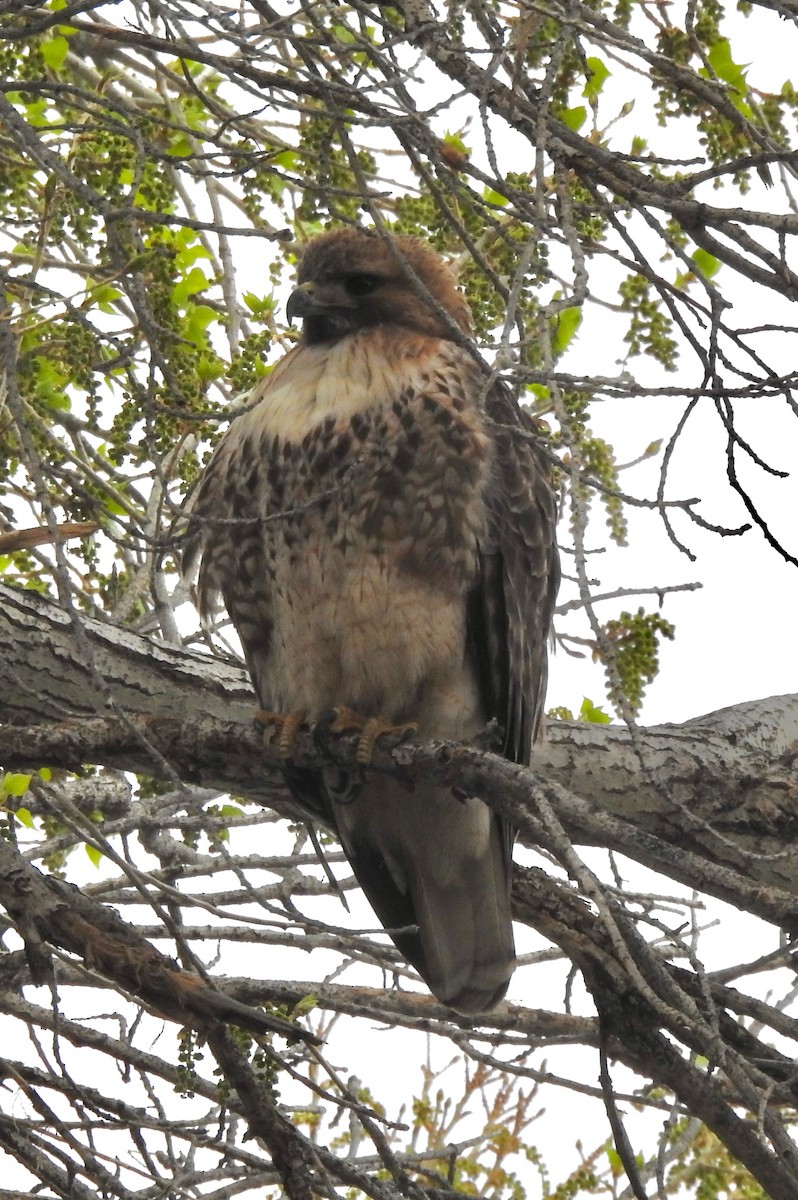Red-tailed Hawk - ML615403797