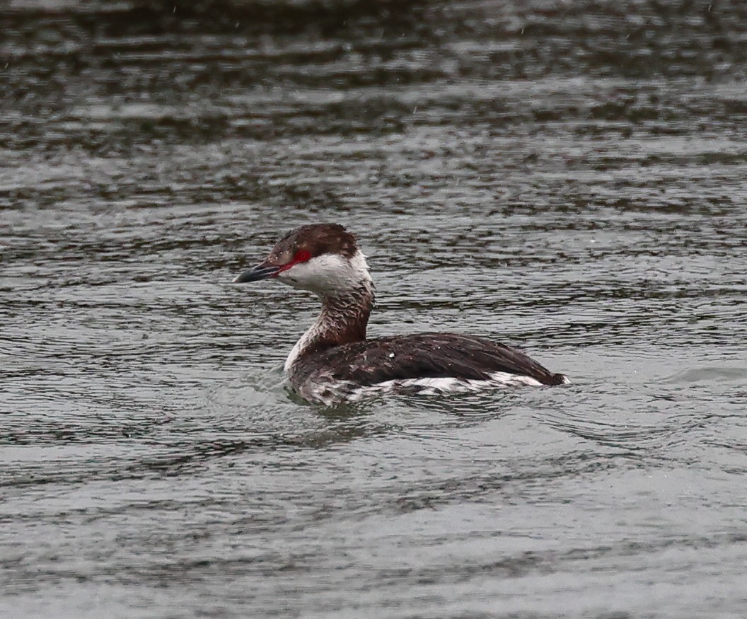 Horned Grebe - ML615403808