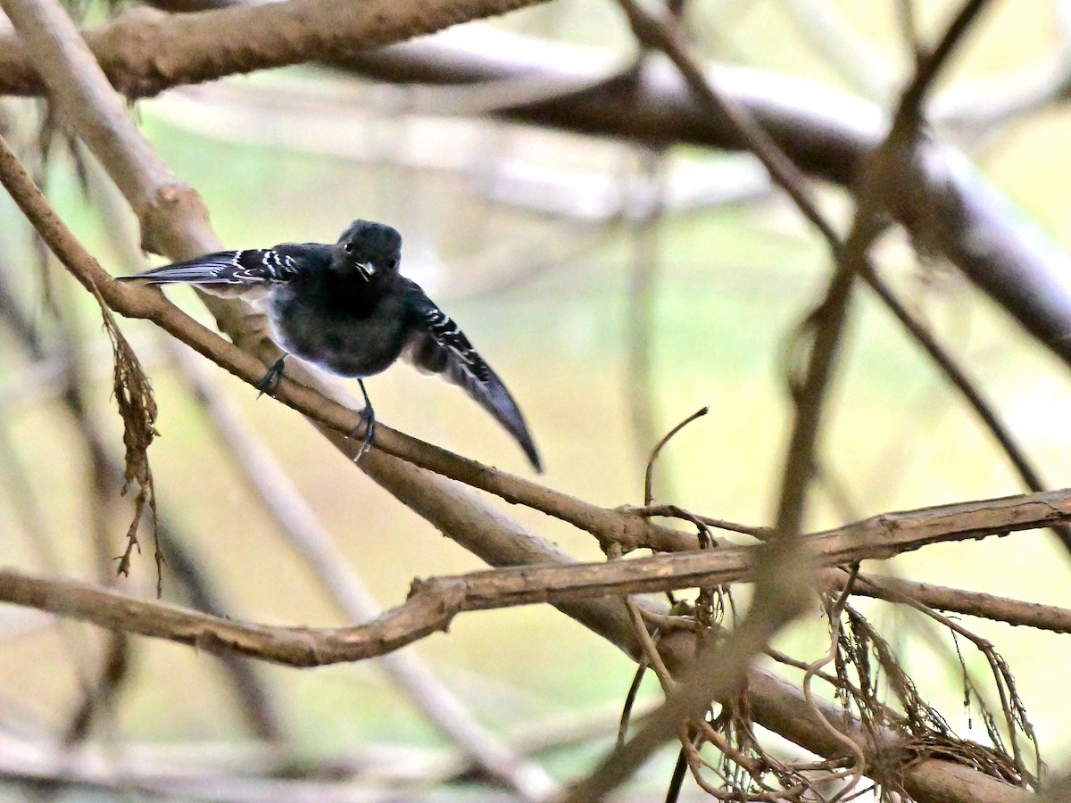 Black-chinned Antbird - Charlotte Pavelka & Doug Reitz