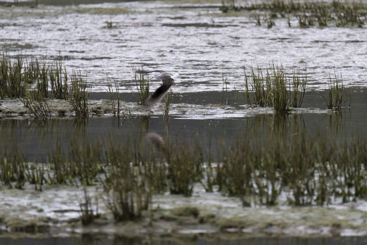 Common Greenshank - José Alberto Ramos Flecha