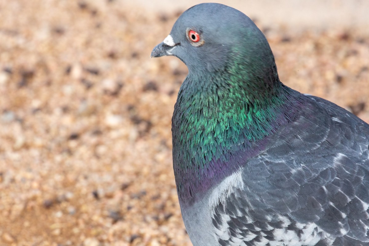 Rock Pigeon (Feral Pigeon) - ML615403878