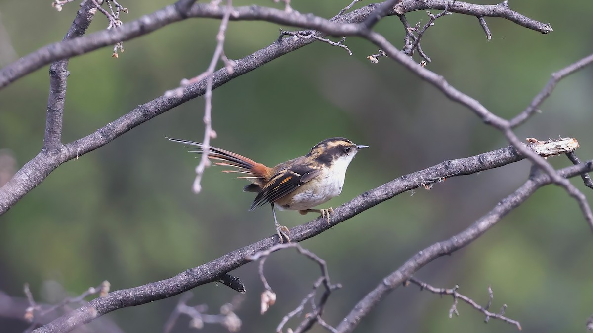 Thorn-tailed Rayadito - ML615403918