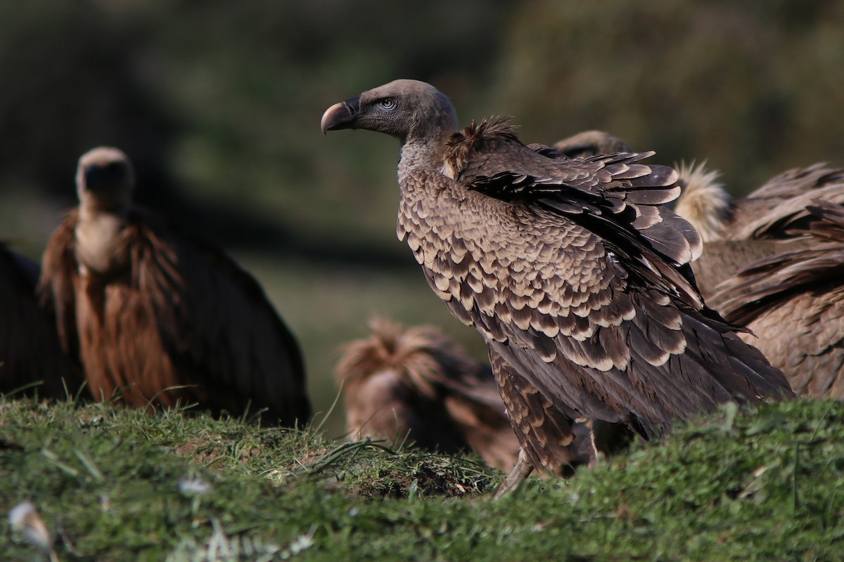 Rüppell's Griffon - ML615403942