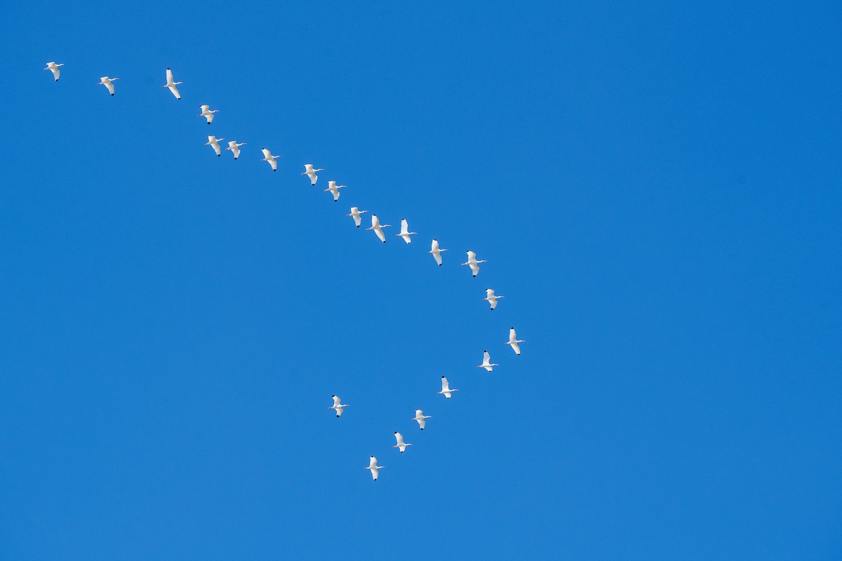 ibis bílý - ML615404026