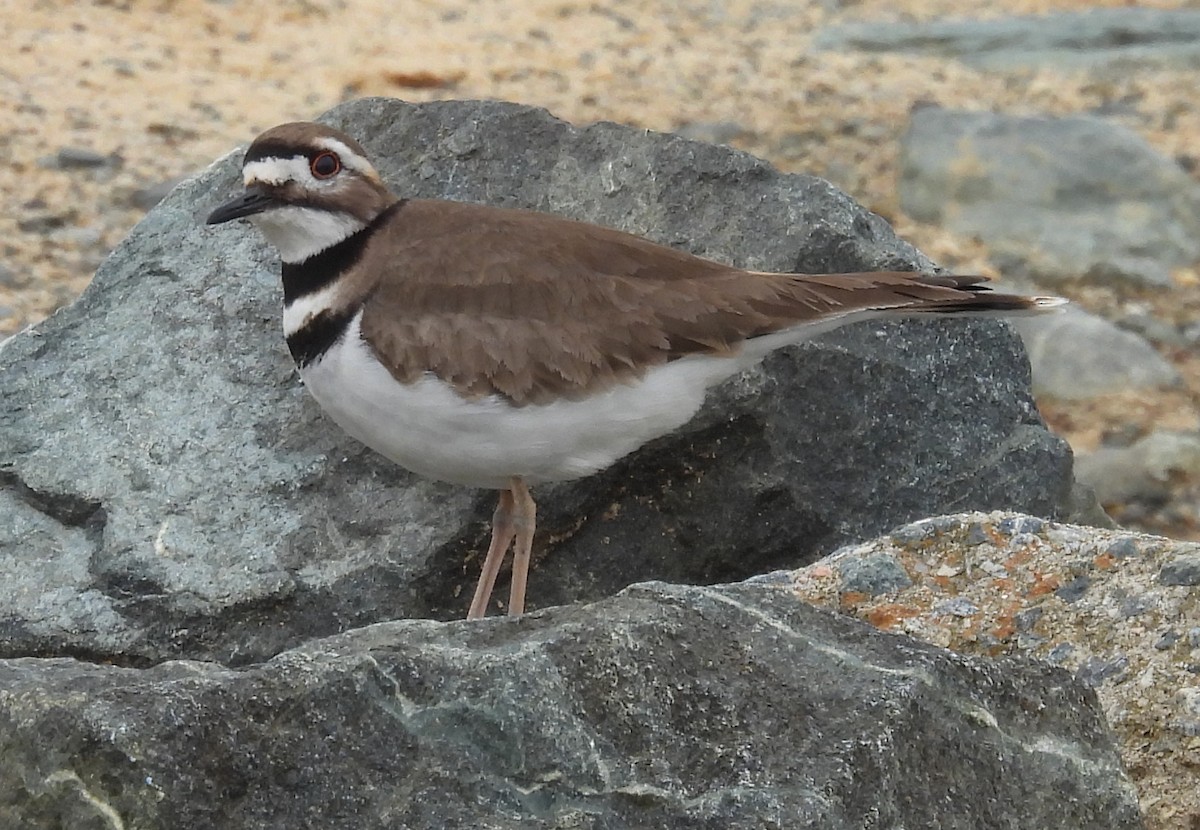 Killdeer - ML615404058