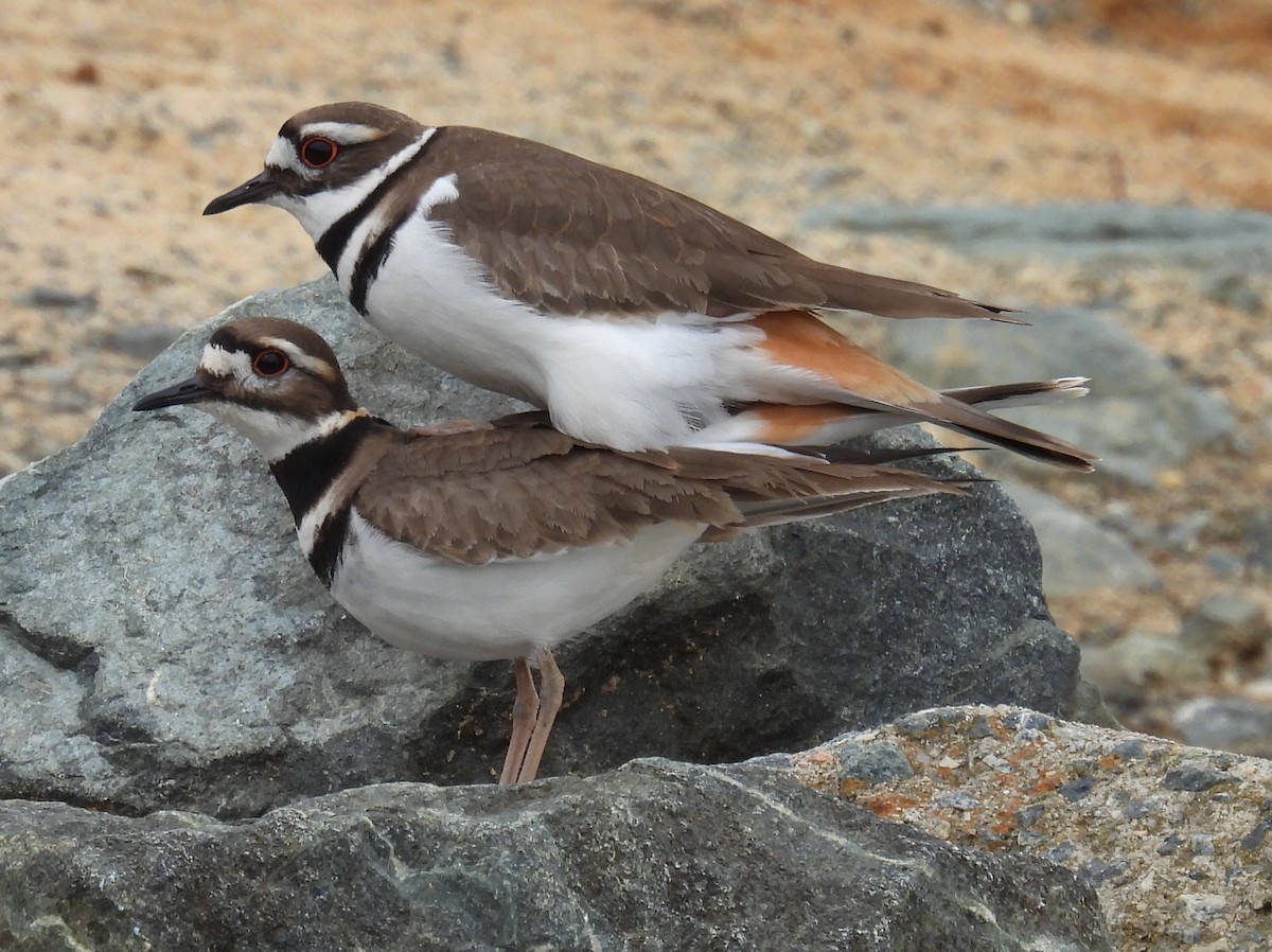 Killdeer - Jeffrey Blalock