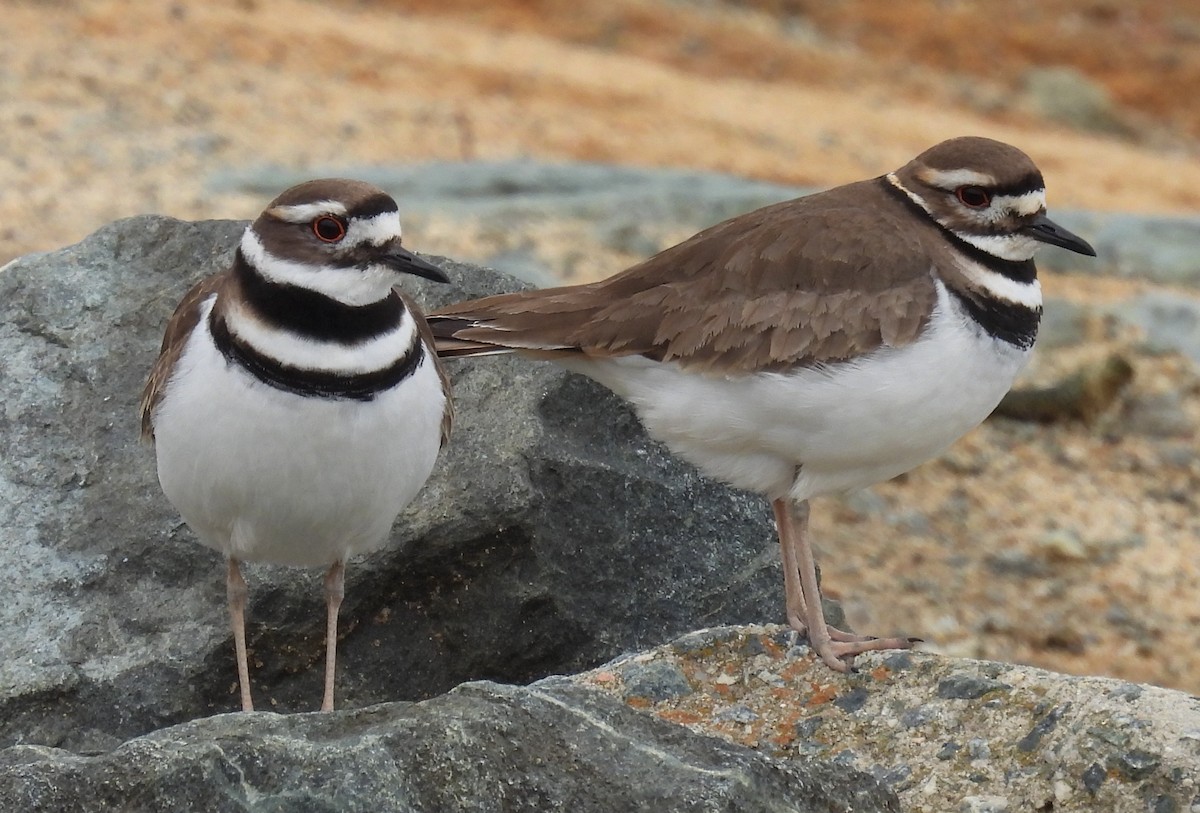 Killdeer - ML615404060