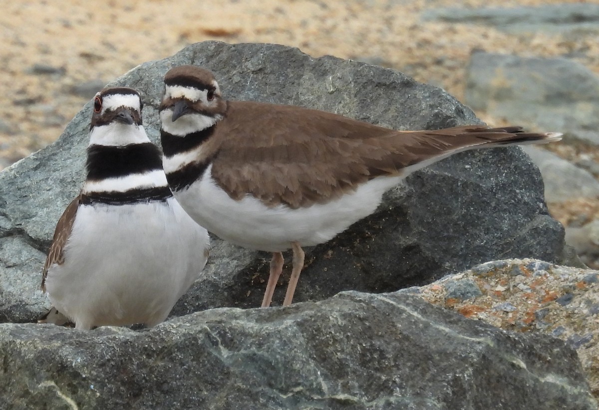 Killdeer - ML615404061