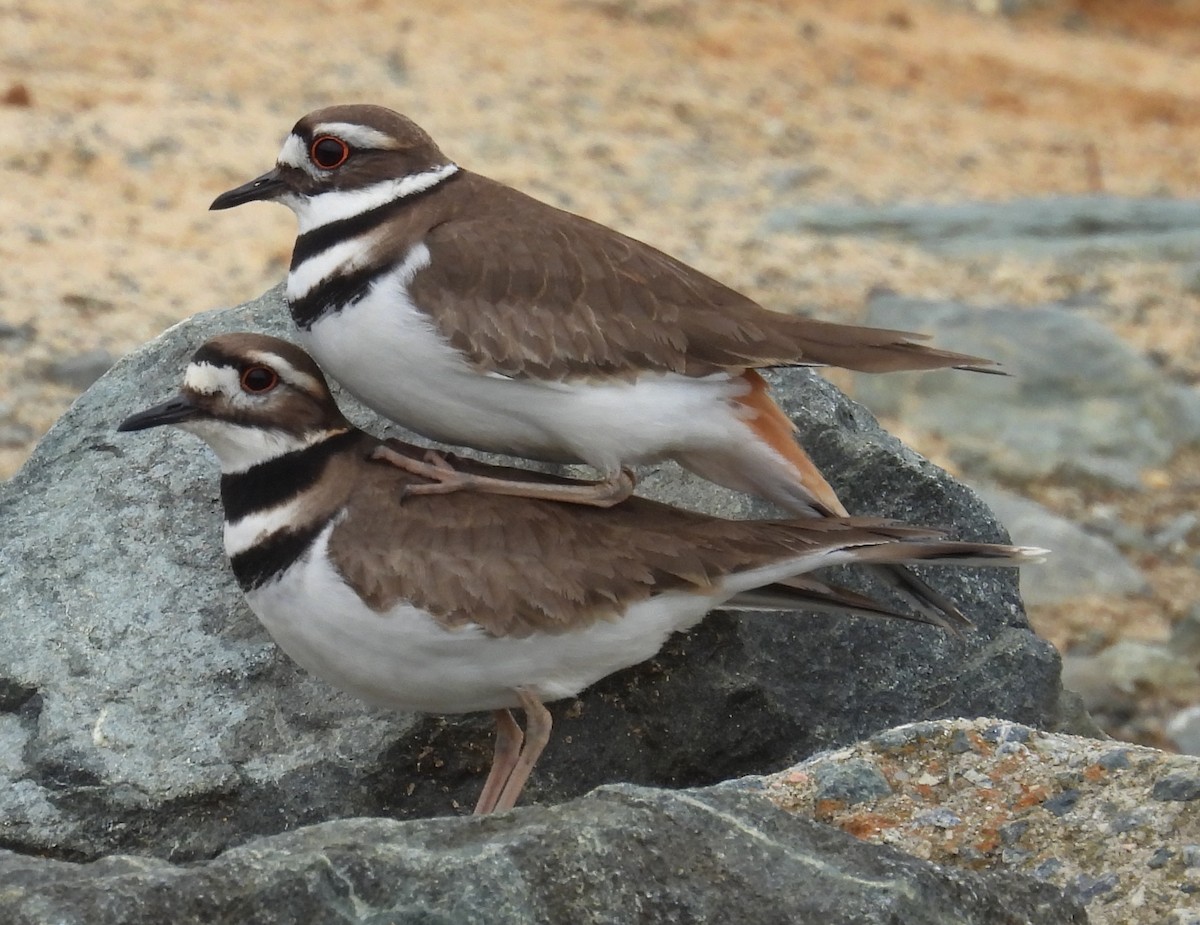 Killdeer - ML615404062