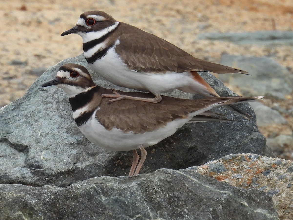 Killdeer - Jeffrey Blalock