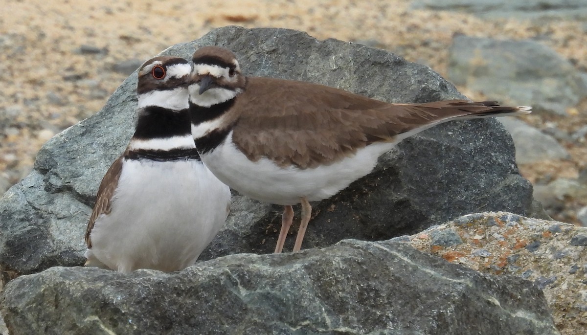 Killdeer - ML615404065