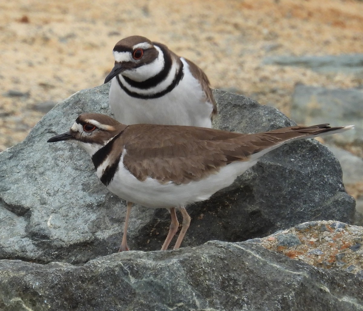 Killdeer - ML615404067