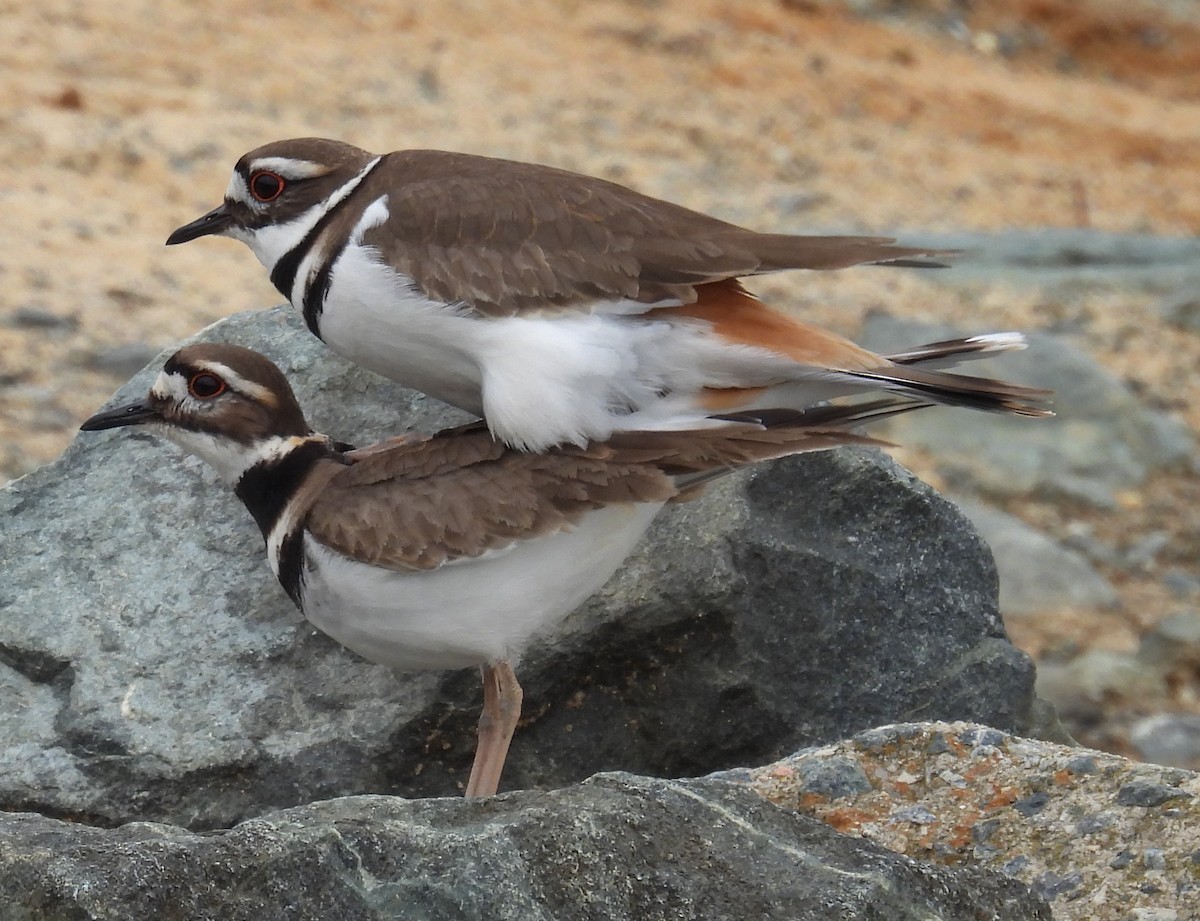 Killdeer - ML615404068