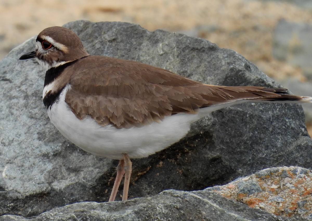 Killdeer - ML615404071