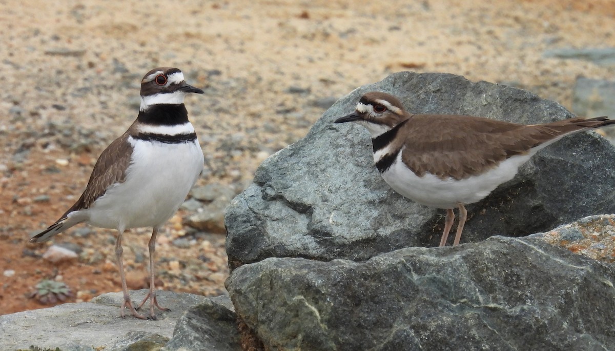 Killdeer - Jeffrey Blalock