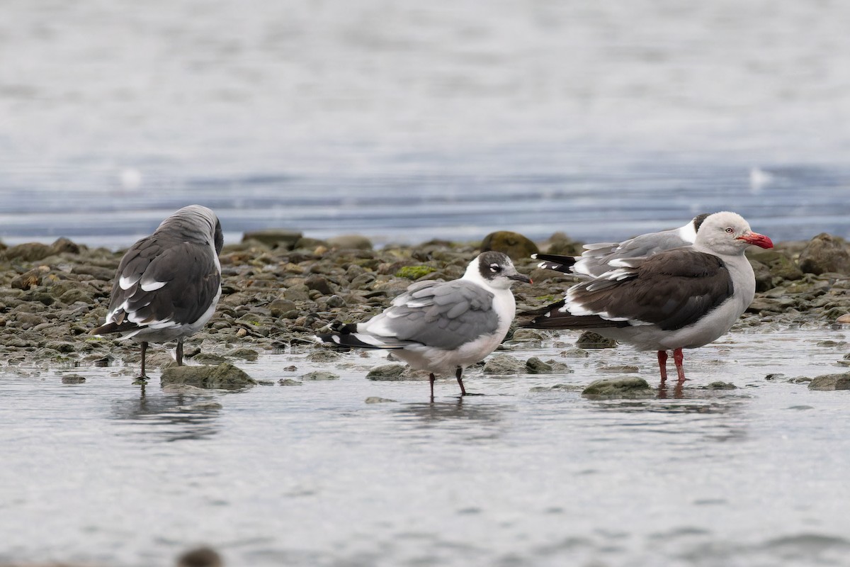 Franklin's Gull - Alex Rinkert