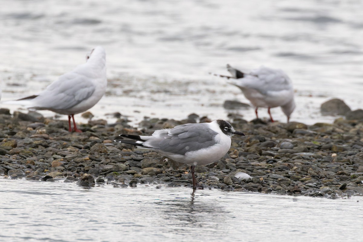 Franklin's Gull - ML615404119