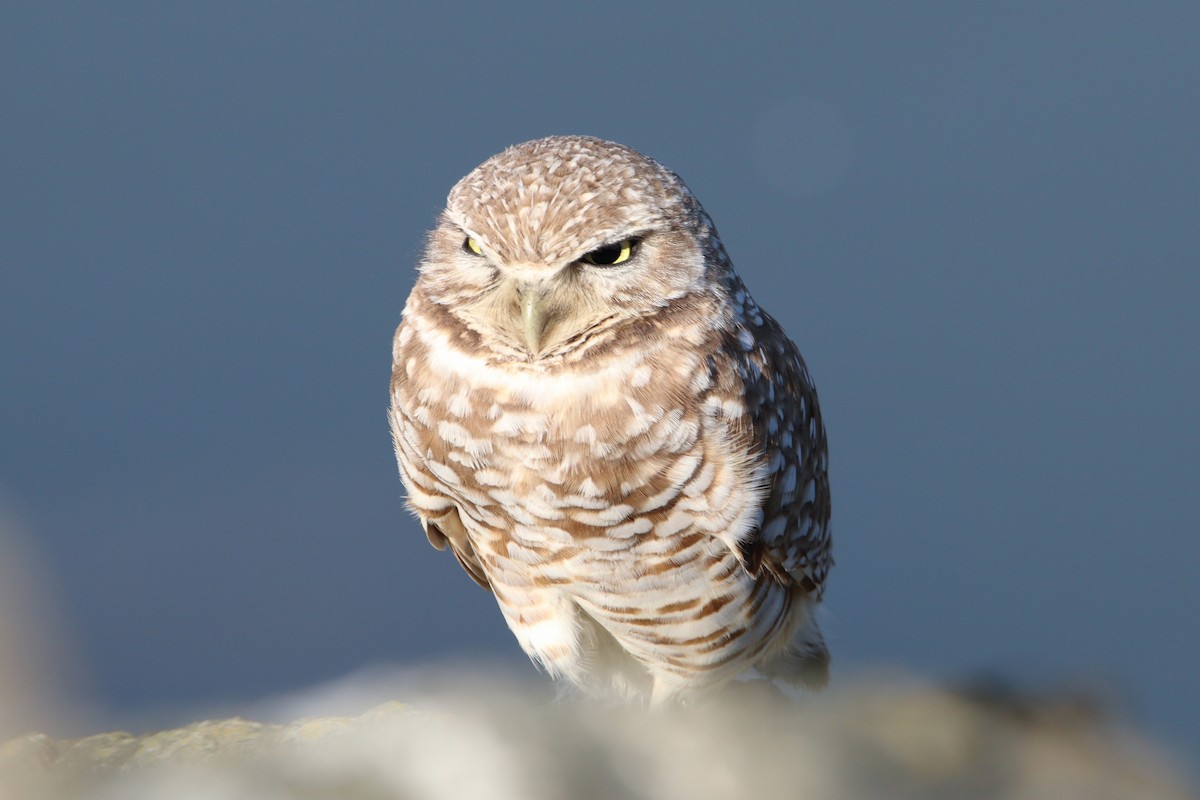 Burrowing Owl - ML615404194
