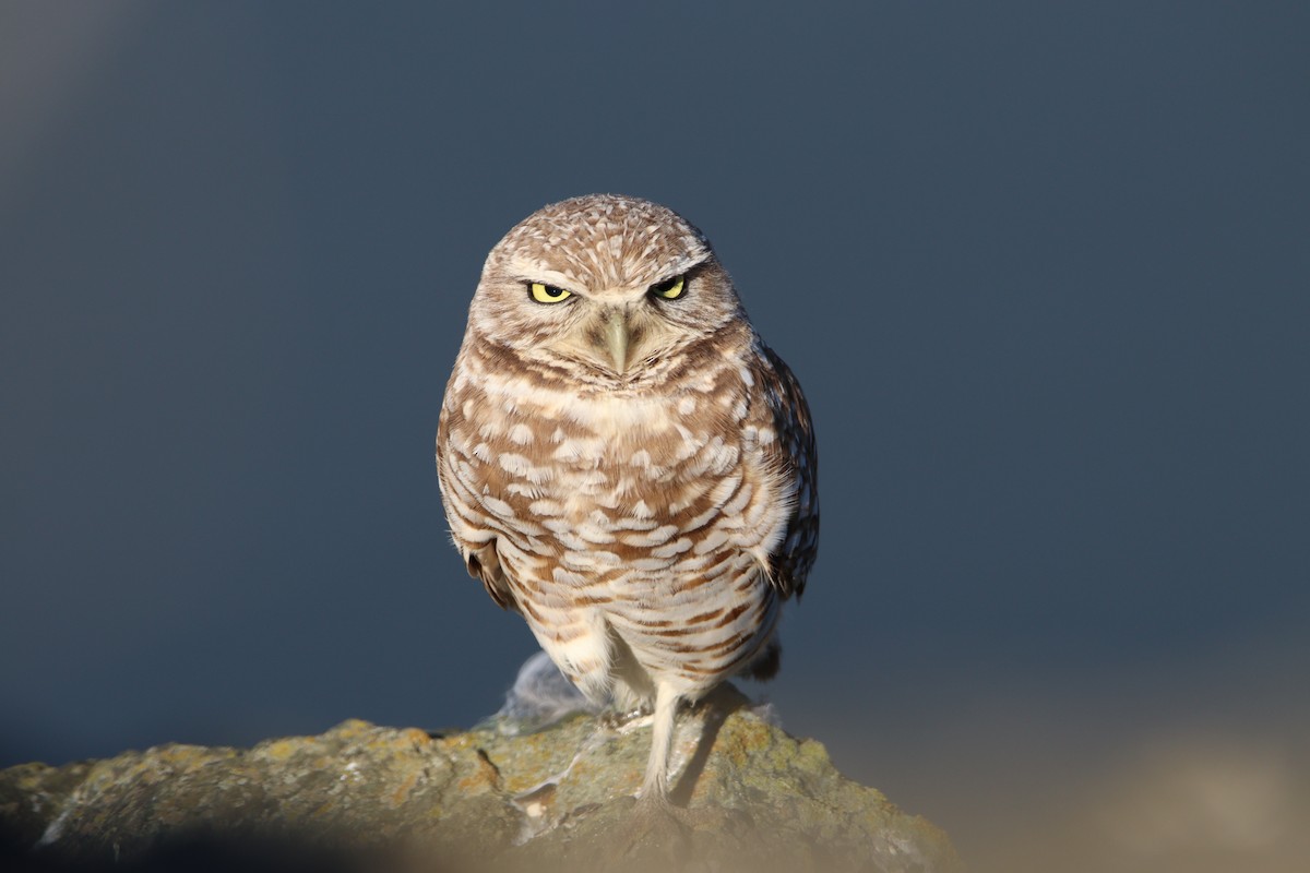 Burrowing Owl - ML615404196