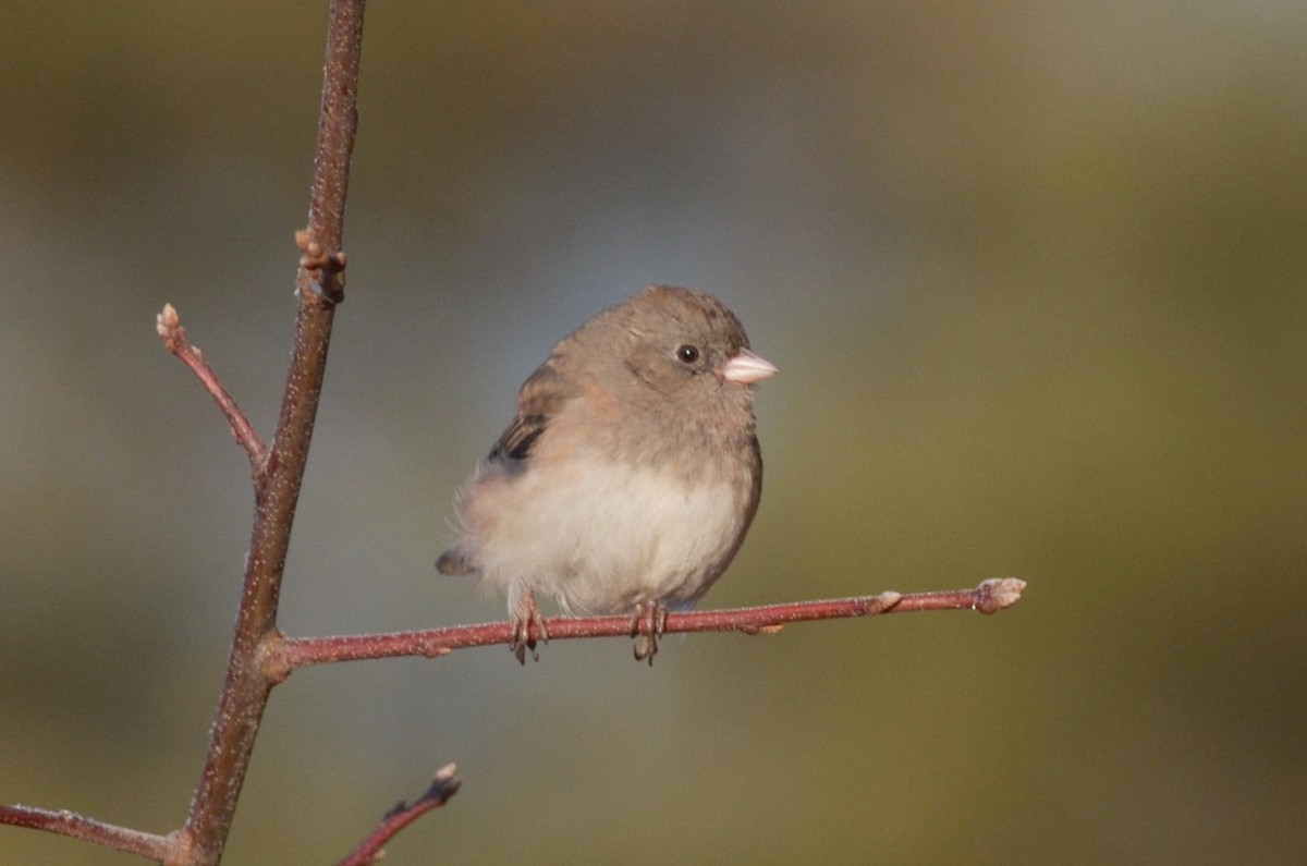 Kara Gözlü Junko (hyemalis/carolinensis) - ML615404198