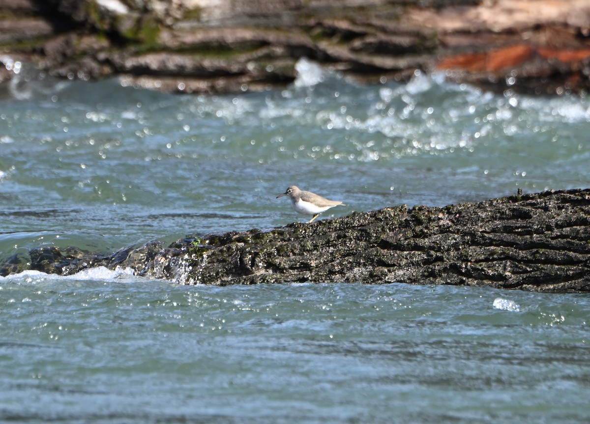 Spotted Sandpiper - ML615404254