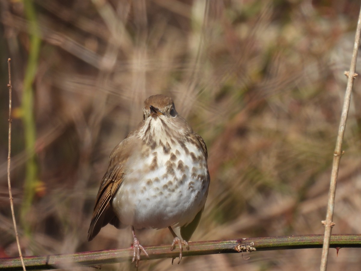 Hermit Thrush - Sue Finnegan