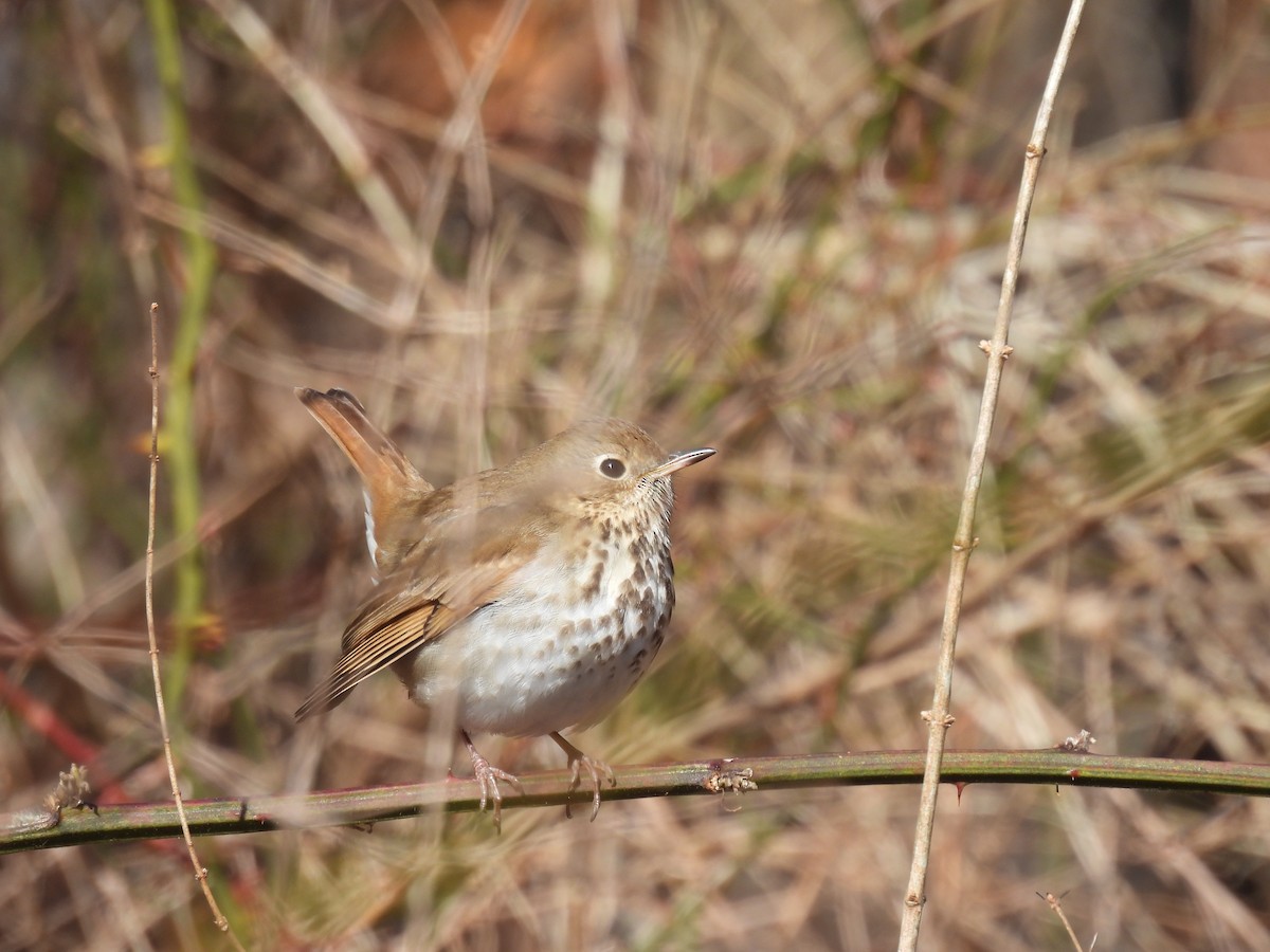 Hermit Thrush - ML615404351