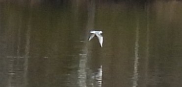 Bonaparte's Gull - ML615404354