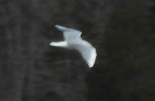 Bonaparte's Gull - ML615404357