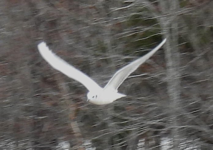 Mouette de Bonaparte - ML615404358