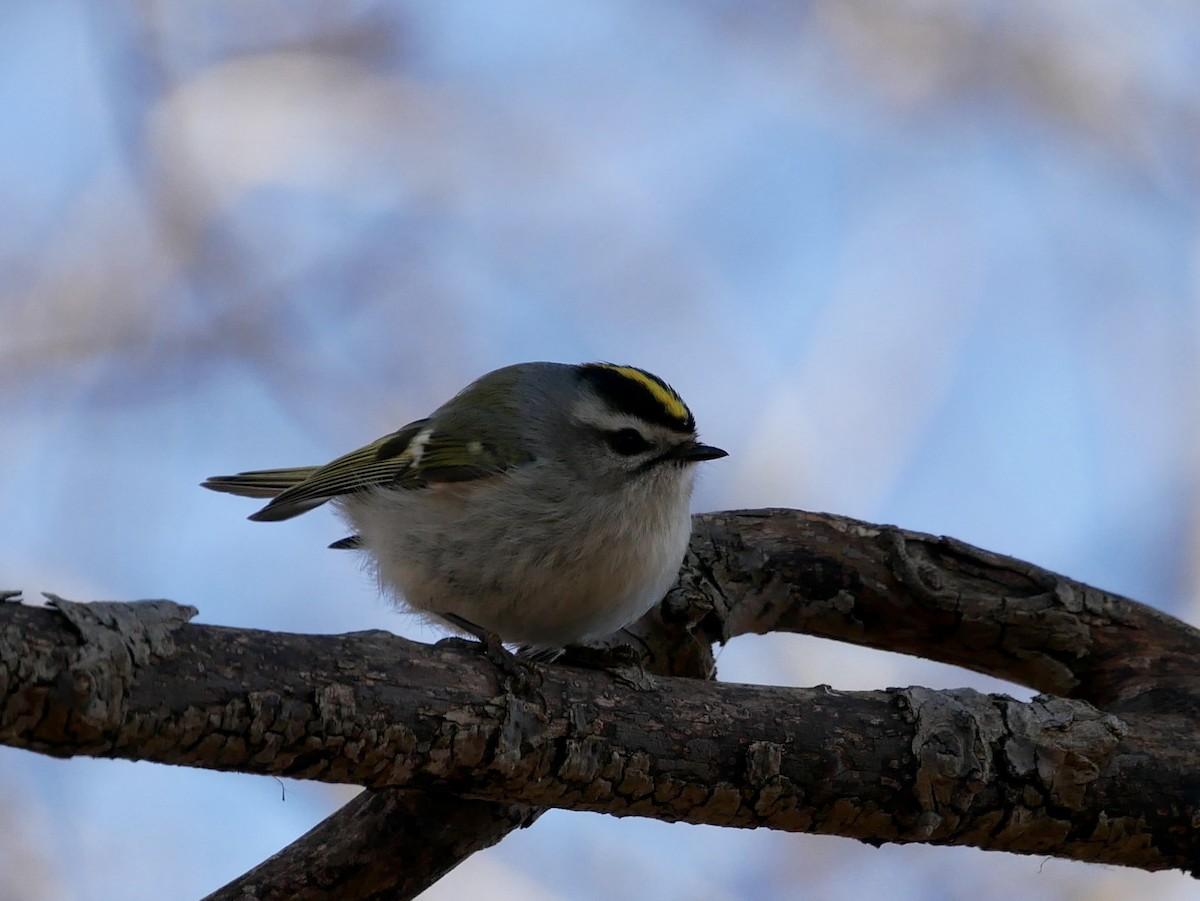 Golden-crowned Kinglet - ML615404359