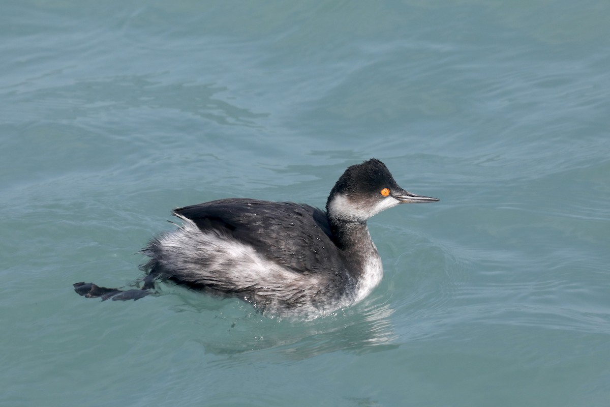 Svasso piccolo - ML615404372