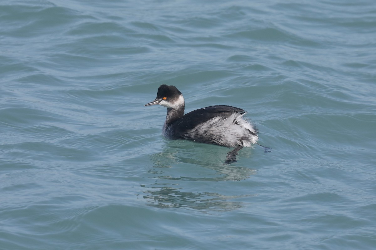 Svasso piccolo - ML615404373