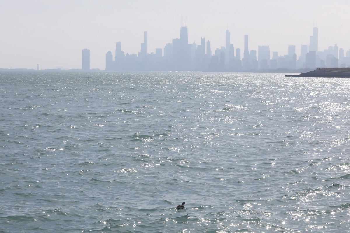 Svasso piccolo - ML615404374