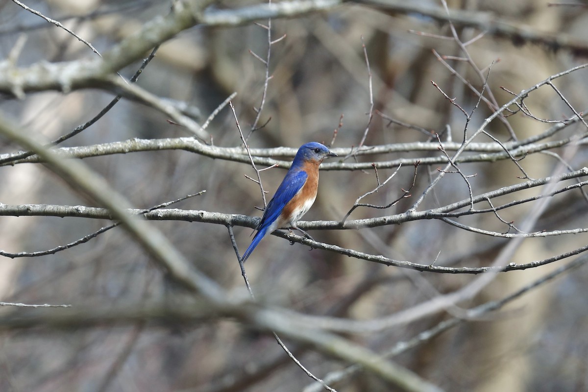 Eastern Bluebird - ML615404380