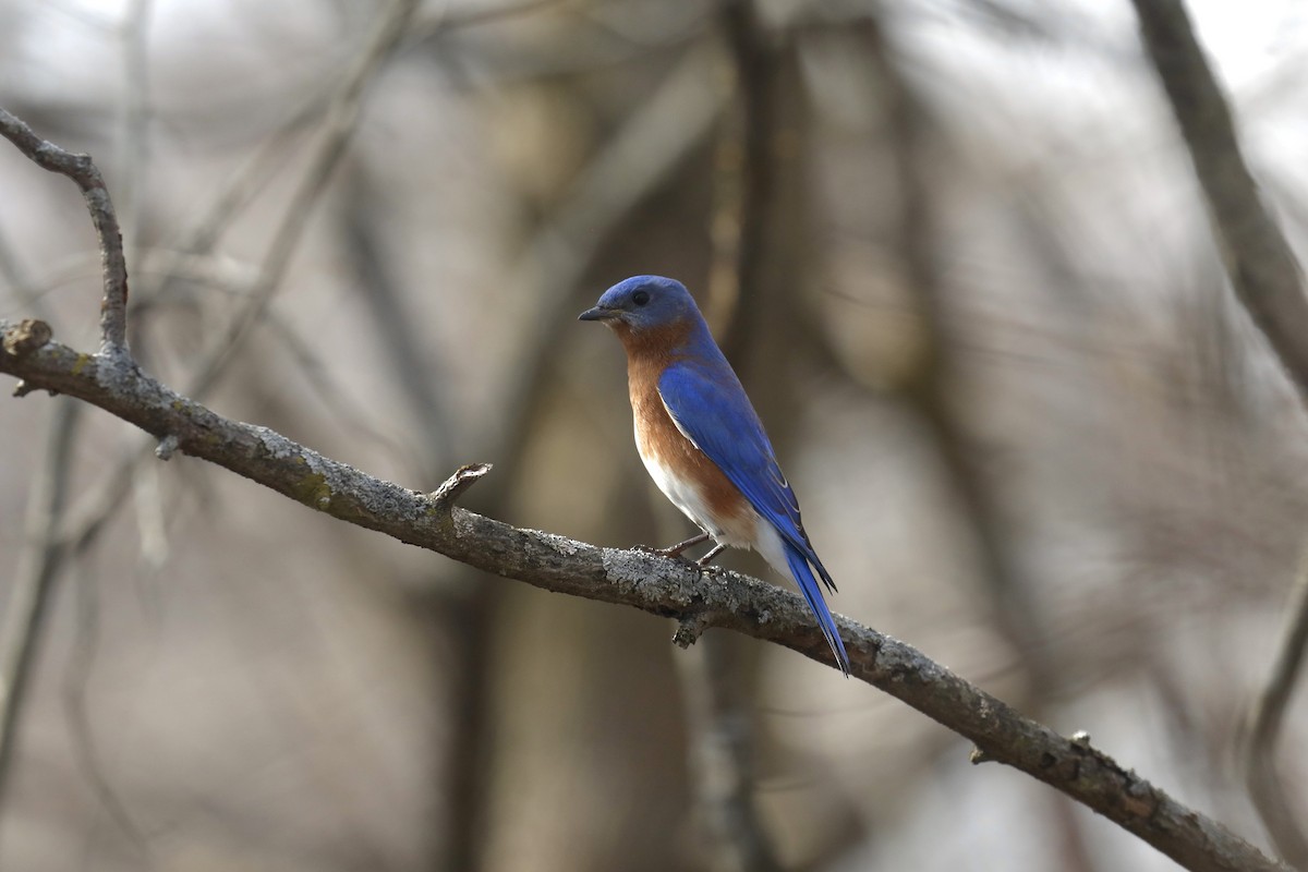 Eastern Bluebird - ML615404383