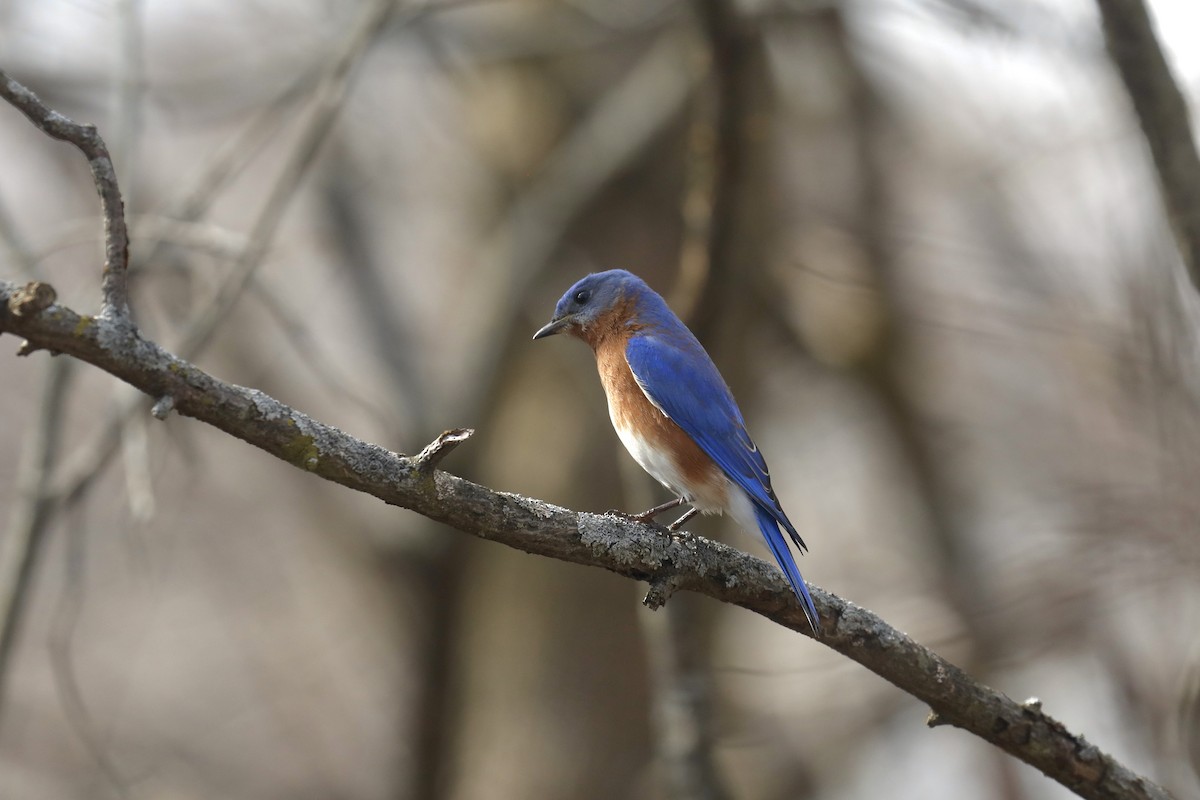 Eastern Bluebird - ML615404384