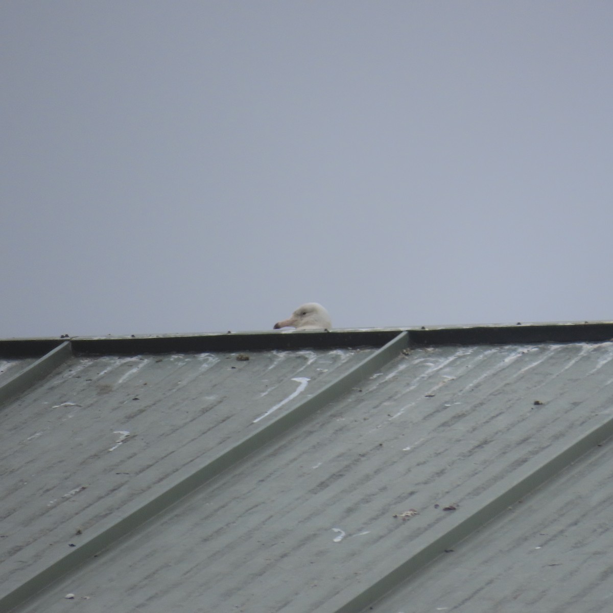 Glaucous Gull - ML615404432