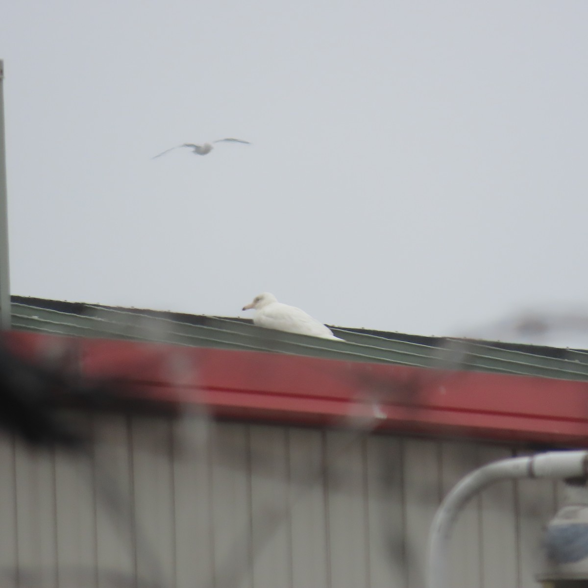 Glaucous Gull - ML615404437