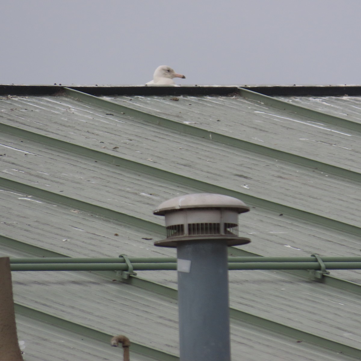 Glaucous Gull - ML615404441