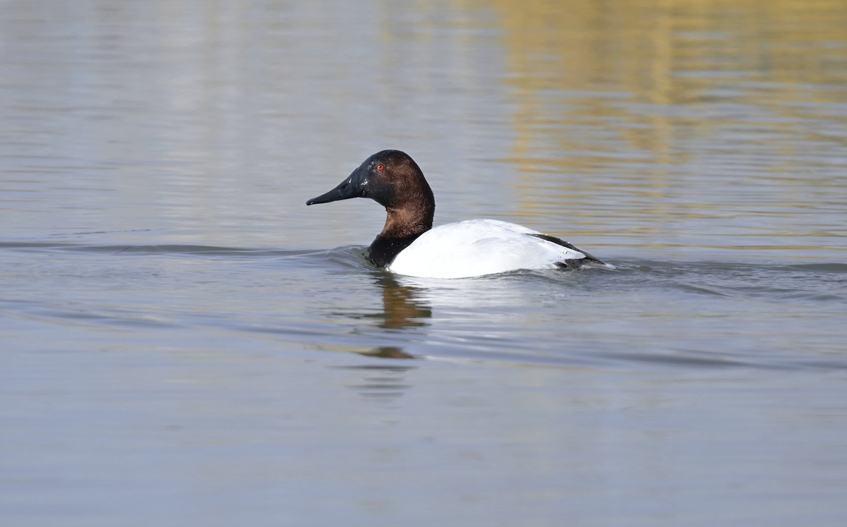 Canvasback - ML615404447